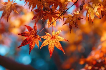 Vibrant red and orange maple leaves basking in sunlight on a beautiful autumn day in a serene forest setting