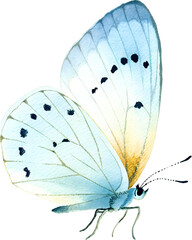 Watercolor butterfly with pale blue wings on transparent background.