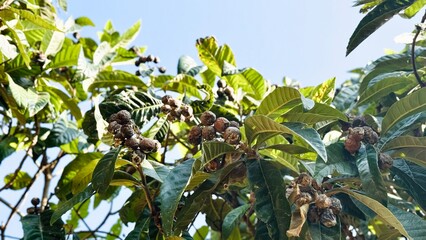 Rotten loquats hanging on the tree with pest damage.