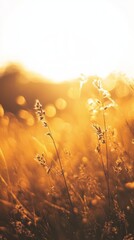A stunning capture of golden grass bathed in soft sunlight during the golden hour, conveying warmth, tranquility, and the beauty of nature as it transitions into dusk.