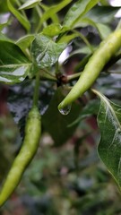 Green chilli 