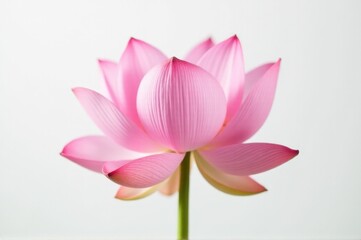 Obraz premium A close-up view of a beautiful pink flower in a decorative vase