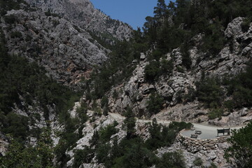 pine tree in the mountains Göynük Canyon