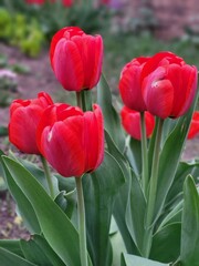 Naklejka premium Group of Red Tulips Among Green Leaves