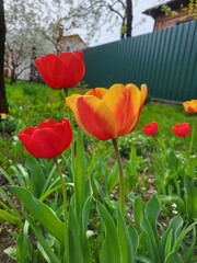 Obraz premium Red and Yellow Tulips in Garden Scene