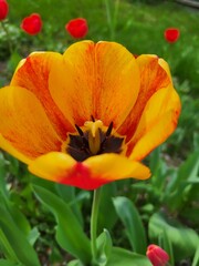 Fototapeta premium Orange Tulip Flower Close-Up with Texture