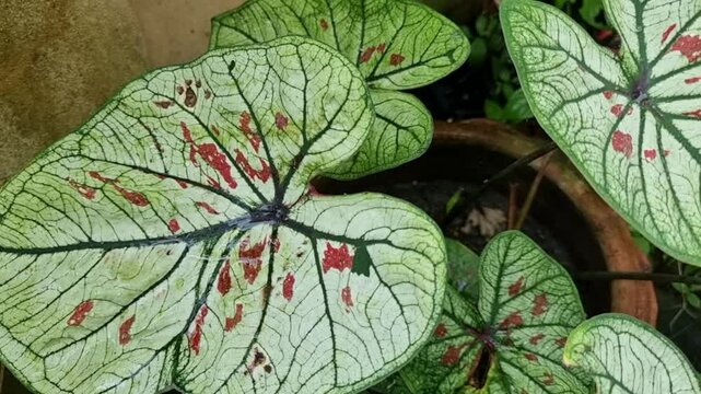 Vibrant top-down view of stunning white caladium leaves, adorned with unique red splatters and prominent green veins, thriving in a terracotta pot. Lush tropical garden setting