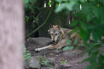 A close up shot of a wolf