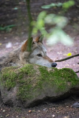 Obraz premium A close up shot of a wolf