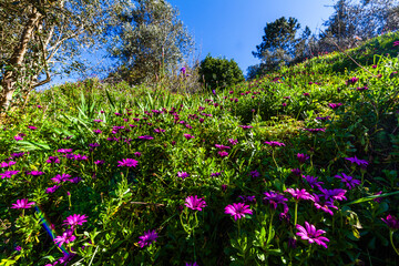 A vibrant meadow of purple flowers stretches across a sunlit hillside