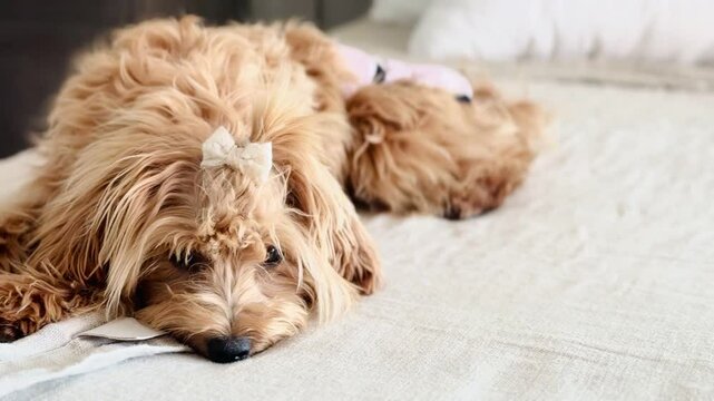 Young Female Puppy in Heat Wearing Dog Diaper Resting on Bed.