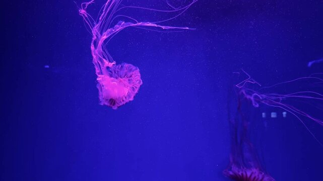 pink jellyfish swimming in aquarium on a navy blue background, japanese sea nettle, chrysaora pacifica
