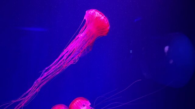 pink jellyfish swimming in aquarium on a navy blue background, japanese sea nettle, chrysaora pacifica