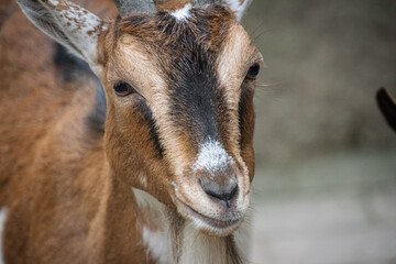 A portrait of a goat in the zoo