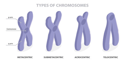 Types of chromosomes (metacentric, submetacentric, telocentric, acrocentric). Chromosome classification based on centromere location. Different shape of chromosomes. Flat isometric vector diagram.