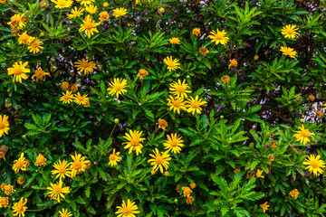 A vibrant cluster of yellow flowers with lush green foliage