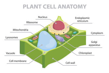 Cell cross section structure. 3d flat isometric vector illustration plant cell anatomy diagram. Infographic educational poster.