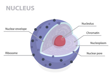 Structure of nucleus. 3d flat isometric vector illustration parts of the cell: nuclear envelope, pore, nucleoplasm, chromatin and nucleolus. Infographic educational poster.