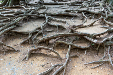 Tree roots lining the forest floor on the Kurama to Kibune hike Japan