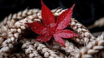 Vibrant red maple leaf with dew on wheat spikes Lughnasadh