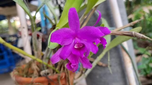 A captivating single vibrant purple Cattleya orchid, blooming elegantly in a rustic hanging terracotta pot. The flower's exquisite form and rich color stand out against a soft, natural background, evo