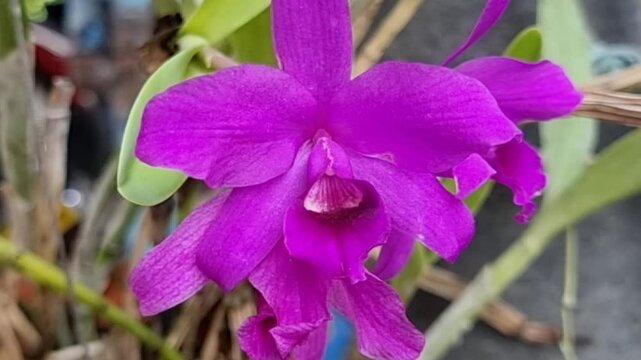 A captivating single vibrant purple Cattleya orchid, blooming elegantly in a rustic hanging terracotta pot. The flower's exquisite form and rich color stand out against a soft, natural background, evo