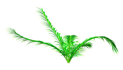 3D Rendering Fern Plant on White
