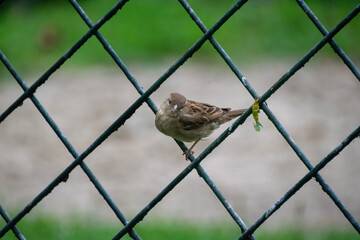 Sparrow sitting on a metal fence
