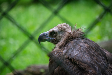 A close up shot of a vulture