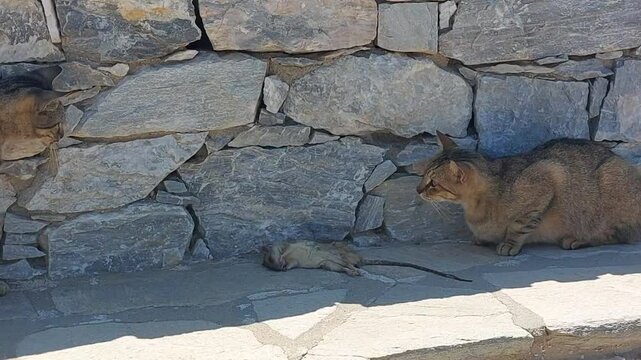Chat devant sa proie