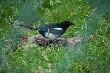 An eurasian magpie eating meat