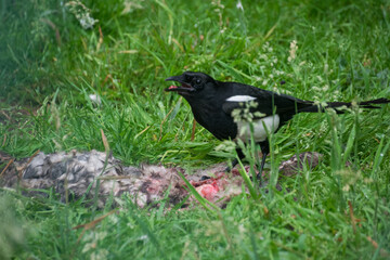 An eurasian magpie eating meat