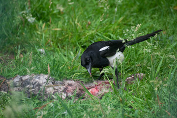 Obraz premium An eurasian magpie eating meat