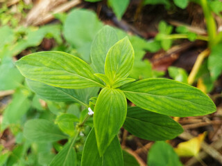 Botanical Close-Up of Fresh Green Leaves with Natural Texture for Organic Nature Design