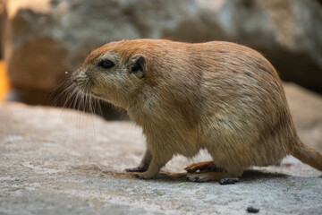 A fat sand rat - close up
