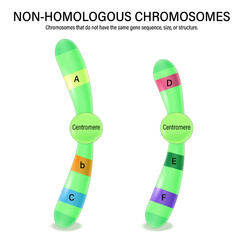 Diagram of non-homologous chromosome. Vector used for scientific and medical education. 
