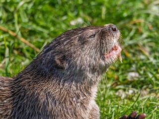 Close up of a wild otter eating food. Adorable Otter Feasting on a Fresh Fish