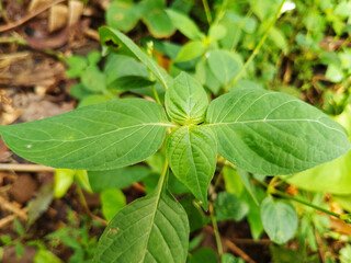 Close-Up of Fresh Green Leaves in the Wild with Natural Texture and Soft Lighting, Perfect for Background, Wallpaper, or Organic Nature-Themed Design and Botanical Presentation