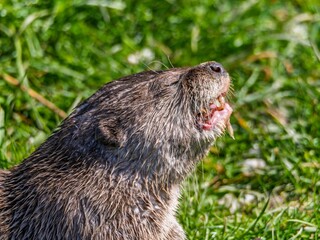 Close up of a wild otter eating food. Adorable Otter Feasting on a Fresh Fish
