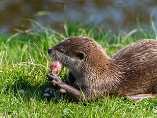 Close up of a wild otter eating food. Adorable Otter Feasting on a Fresh Fish