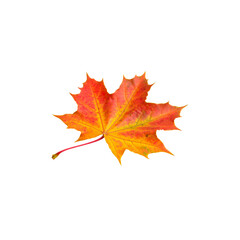 Obraz premium Autumn maple leaf isolated on white, showcasing the vibrant red and yellow colors of the fall season