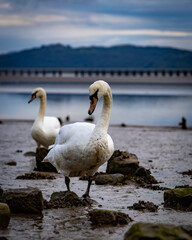 swans on the river