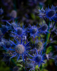 thistle flower in bloom