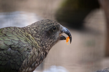 A close up shot of a Kea