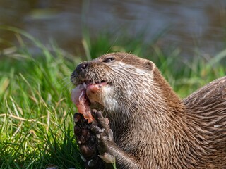 Close up of a wild otter eating food. Adorable Otter Feasting on a Fresh Fish