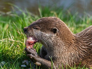 Close up of a wild otter eating food. Adorable Otter Feasting on a Fresh Fish