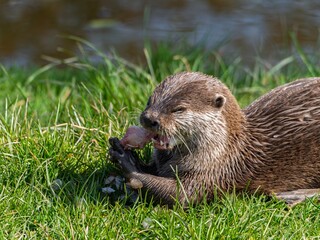 Close up of a wild otter eating food. Adorable Otter Feasting on a Fresh Fish