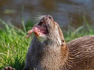 Close up of a wild otter eating food. Adorable Otter Feasting on a Fresh Fish