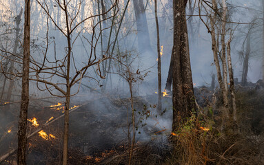 Wildfires release carbon dioxide (CO2) emissions and other greenhouse gases (GHG) that contribute to climate change.