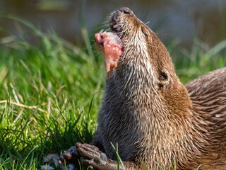 Close up of a wild otter eating food. Adorable Otter Feasting on a Fresh Fish